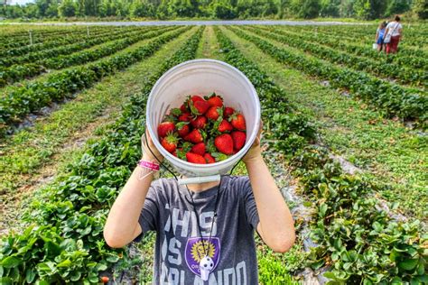 Workers must be able to perform manual. . Strawberry farm jobs